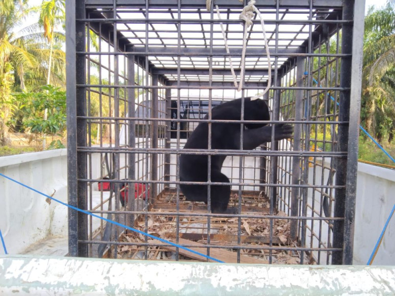 BBKSDA Evakuasi Beruang Madu Mangsa Ayam Warga Sabak Auh