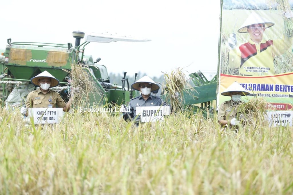 Panen Raya di Benteng, Bupati HM Wardan Sebut Inhil Penyumbang Beras di Riau