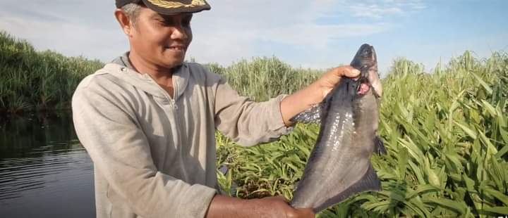 Bentangan Danau Gaung di Inhil Menyimpan Ikan Purba Tropis