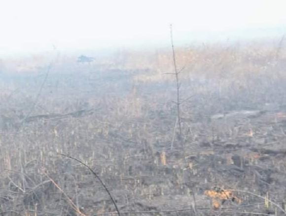 Ratusan Hektar Lahan dan Kebun di Inhu Terbakar, Penegak Hukum Diminta Tindak Pelaku Pembakaran