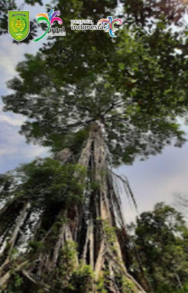 Berkunjung ke Gugusan Bukit Condong Kita dapat Nenikmati dan Menambah Pengetahuan Tentang Hutan Alam Tropis