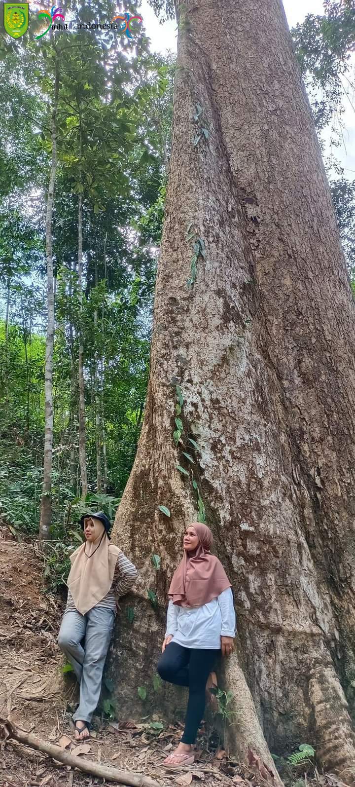 Tidak Perlu ke Kalsel Jika Ingin Melihat Pohon Mersawa, Cukup Datang ke Bukit Condong Inhil