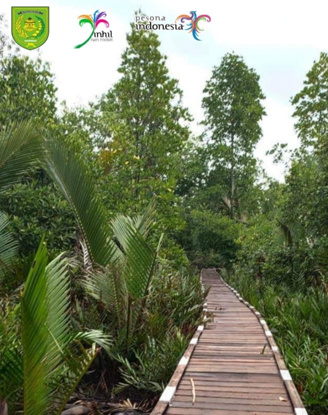 Keindahan Ekosistem Hutan Mangrove di Pantai Air Hitam Desa Terusan Kempas, Inhil