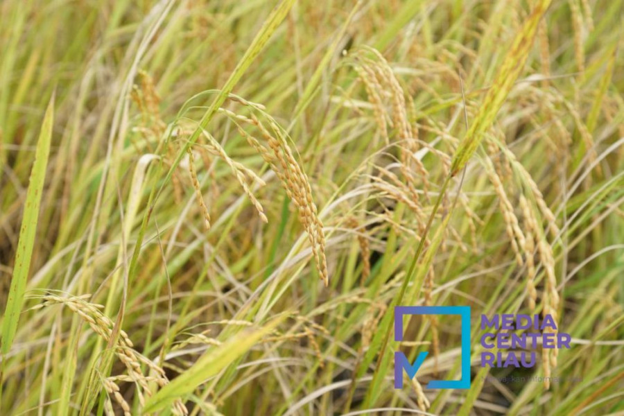 Pemerintah Dorong Petani di Bungaraya Siak Tingkatkan Produksi Padi Beras